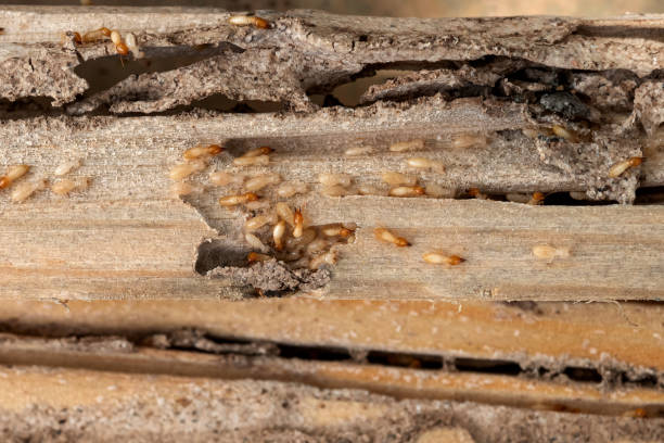 Best Flea Control Services  in Clermont, IN