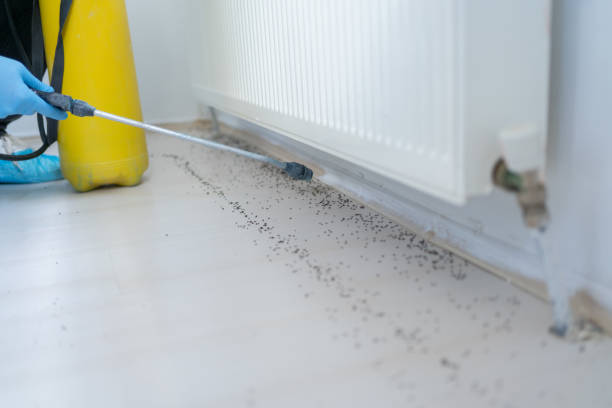 Best Local Pest Control Services  in Clermont, IN