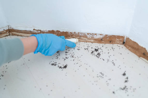 Trusted Clermont, IN Pest Control Experts